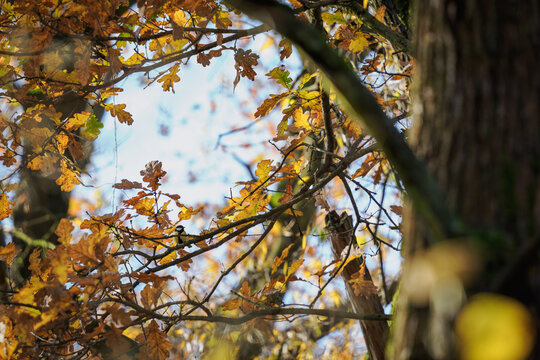 Great tit on an oak branch with orange leaves in autumn.
