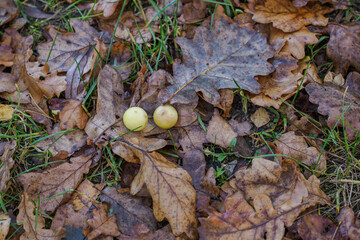 Yellow galls caused by insect infestation on a fallen oak leaf.
