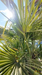 Under the palm, chasing sunlight.