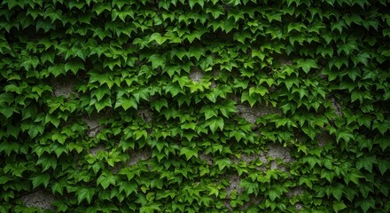 Fototapeta premium Vibrant green ivy covering an old concrete vertical surface creating a dense natural background texture. This lush foliage offers a beautiful environment, outdoor, background, wallpaper