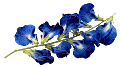 Close-up of Blue Butterfly Pea Flowers, Vibrant Edible Flowers for Culinary and Tea