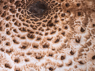 Abstract texture shot of a fungus cap showing concentric rings of scales and fibers.
