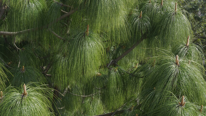 A close-up shot of dense, vibrant green foliage from a pine tree, characterized by long, fine...