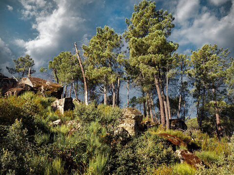 Pinos en la ladera