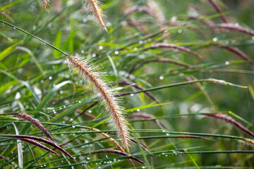 Beautiful close-up photograph of Desho grass (Pennisetum pedicellatum) covered with fresh morning dew. The image captures delicate water droplets glistening on green blades.