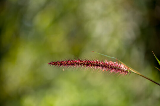 Soft focus colorful of desho grass, desho, Pennisetum, Brachiaria mutica, Para Grass, Mauritius Grass, Poaceae, flower with a blurred green background. 
