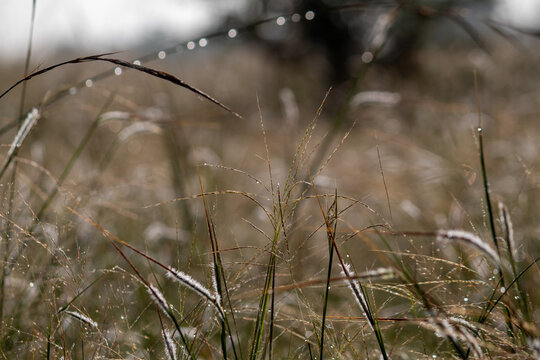 Tranquil Autumn Panicum dichotomiflo Grass Stems with Dew and Bokeh Background, A close-up (macro/detail shot) of the delicate seed heads and wispy stems of Fall Panicgrass (Panicum dichotomiflorum). - Powered by Adobe