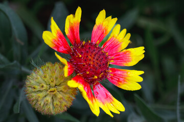Vibrant red and yellow blanket flower in full bloom surrounded by green leaves in a summer garden