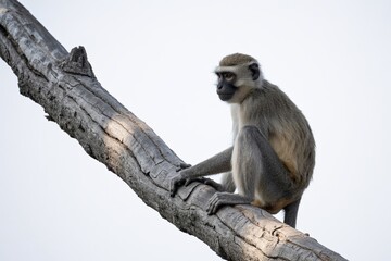 Obraz premium Monkey primate wildlife animal nature tree branch outdoor safari africa zoo