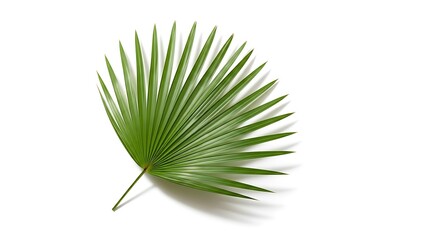 Fototapeta premium Green palm leaf