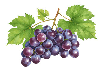 Fototapeta premium Vibrant watercolor illustration of luscious dark purple grapes and green leaves, natural bloom, soft highlights, on a transparent background with copy space, gourmet food concept