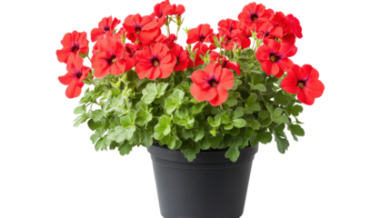 Red Geranium Flowers in Black Pot isolated on a transparent background