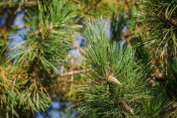 Green pine needles and a cone on a branch.
