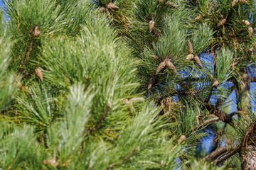 Green pine needles and a cone on a branch.
