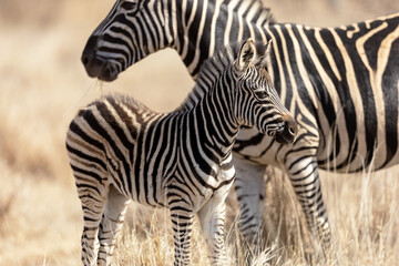 zebra foal in the wild