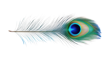 Peacock feather with eye pattern isolated on a transparent background 1