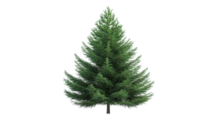 Green pine tree with stand isolated on a transparent background