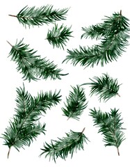 Naklejka premium Set of hand-painted watercolor evergreen fir branches. 