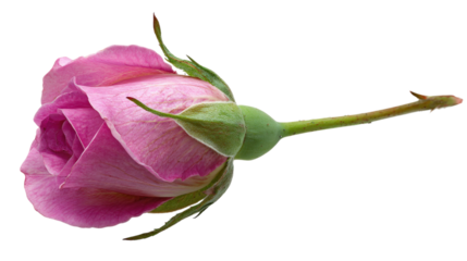Pink rosebud with green stem isolated on a transparent background
