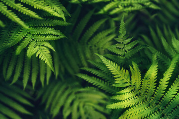 Dense fern foliage texture, full frame botanical pattern