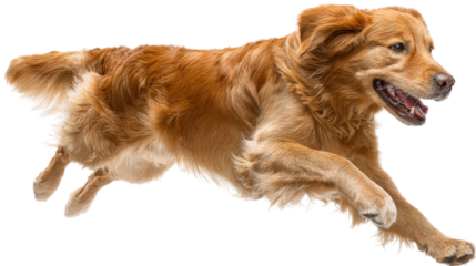 Golden retriever running with open mouth isolated on a transparent background