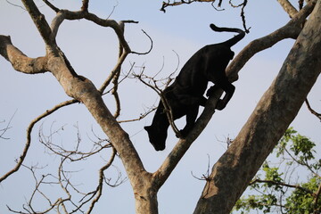 Black panther climbing down a tree, spotted in Nagarhole National Park, India
