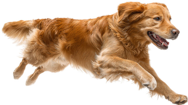 Golden retriever running with open mouth isolated on a transparent background