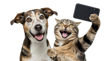 Cat and dog taking a selfie isolated on a transparent background