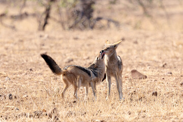 male and female jackal greeting each other in kruger national park
