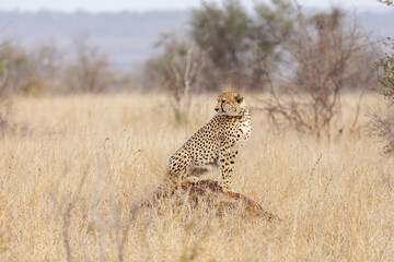 cheetah sitting in the grass