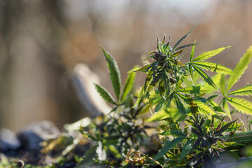 Close-up of the upper part of cannabis leaves and stem.
