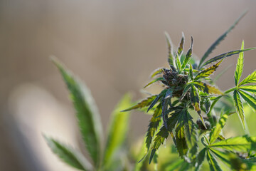 Close-up of the upper part of cannabis leaves and stem.
