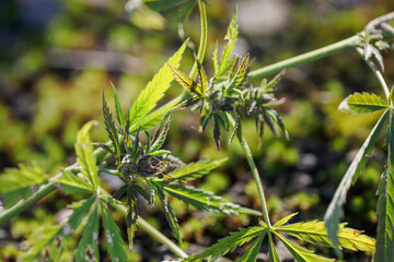 Close-up of the upper part of cannabis leaves and stem.
