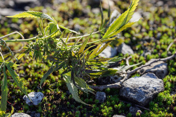 Close-up of the upper part of cannabis leaves and stem.
