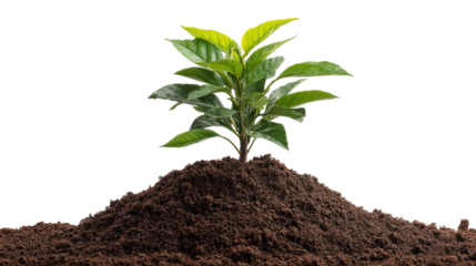 Young plant growing in dark soil isolated on a transparent background