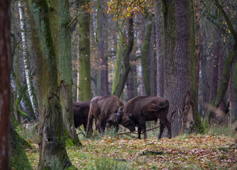 Stado polskich żubrów w  jesiennym lesie Pszczyny Jankowice