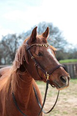 Obraz premium Elegant chestnut horse with bitless bridle — ethical equestrian concept outdoors
