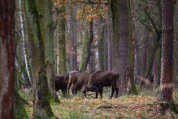 Stado polskich żubrów w  jesiennym lesie Pszczyny Jankowice