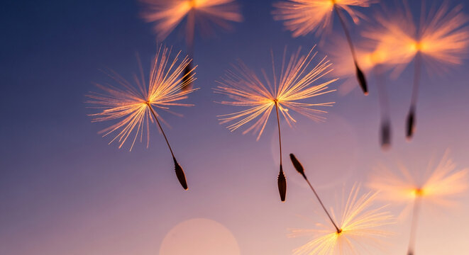 Macro shot of dandelion seeds against a gradient blue-to-pink sky, symbolizing lightness, fragility, and the spreading of dreams or ideas
