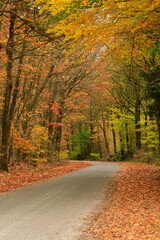 A peaceful autumn scene featuring a forest road that gently curves to the left, guiding the viewer’s eye further into the colorful woods. Warm shades of orange, yellow, and brown 