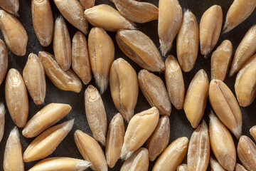 Close-up of organic spelt seeds (farro dicocco). Smooth texture and golden hues ideal for food industry, farming, and natural product visuals.