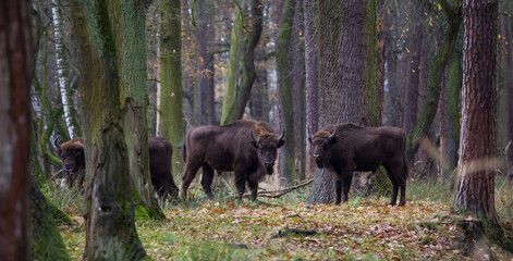 Stado polskich żubrów w  jesiennym lesie Pszczyny Jankowice © kubikactive