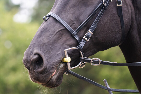 Close-up of horse mouth wearing D-ring snaffle bit and black Beta Biothane bridle 