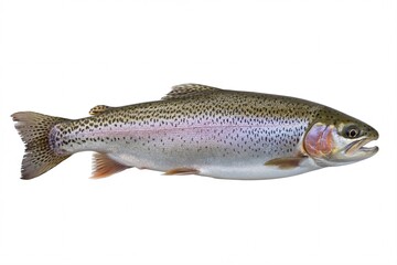 Isolated rainbow trout image for fishing and wildlife stock photography use