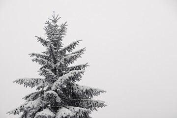 Snow covered christmas tree winter scene evergreen tree holiday season nature