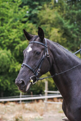 Obraz premium horse mouth wearing D-ring snaffle bit and black Beta Biothane bridle 