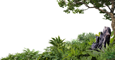 3D render foreground of tropical plants and branches on a transparent background © jomphon