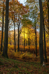 Bäume im Herbst im Nationalpark Jasmund auf der Insel Rügen