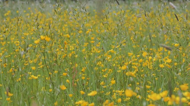 Wildflower Meadow Pan Right Across Spring Buttercups and Tall Grass, Low Angle Medium Shot in Sunshine, Gentle Breeze Moving Flowers, Scenic Natural Landscape with Vibrant Seasonal Light