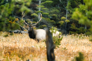 Bull Elk in Yellowstone National Park
